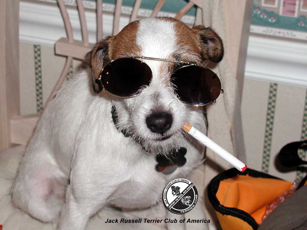 http://4.bp.blogspot.com/_CBSXYo2N7rs/TSa5BxsUW8I/AAAAAAAAAP4/n0a8usXc9Oo/s1600/Jack%252BRussell%252BTerrier%252BWallpapers%252B1024%25C3%2597768.jpg