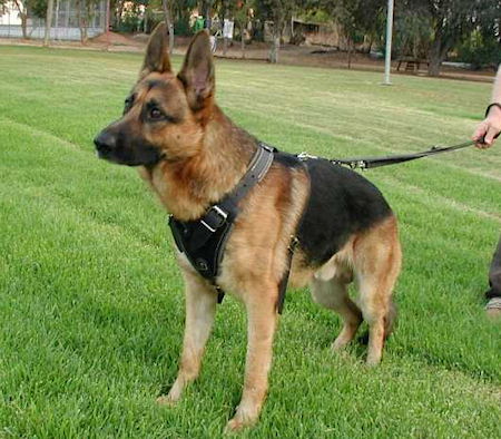 Best Short Training Leash For Large Dogs Best Short Training Leash For Large Dogs