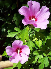 FLORES DE MI JARDIN