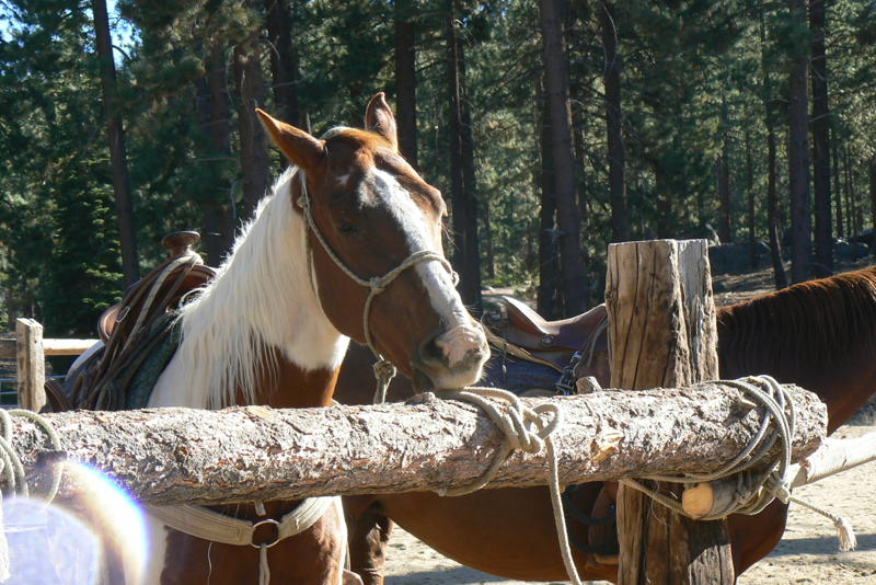 Horseback riding overlooking Lake Tahoe... HAERR TRIPPIN'
