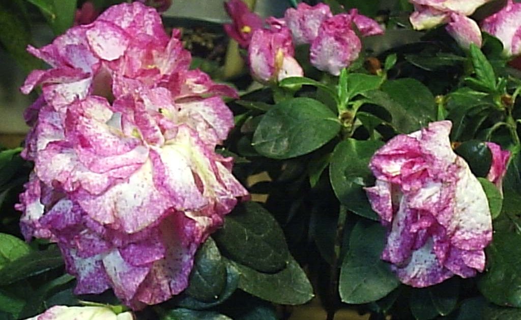 dAmN pLaNtS The mystery of the wilting Azalea