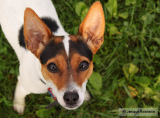 photo d'un chien Jack Russell