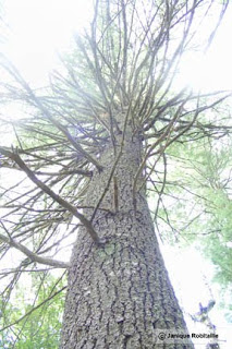 photo d'un arbre s'élevant dans le ciel
