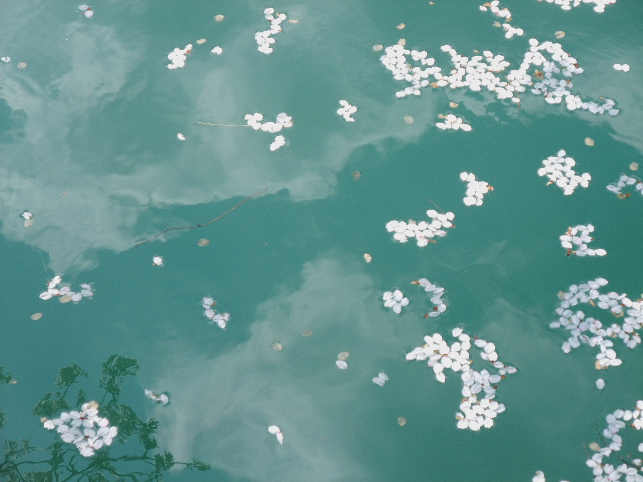 Ken's Daily Photo Album Cherry Blossoms on Water