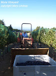 Harvest 2009 at Muns Vineyard