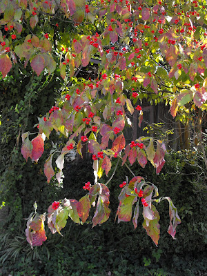 Dogwood+tree+berries