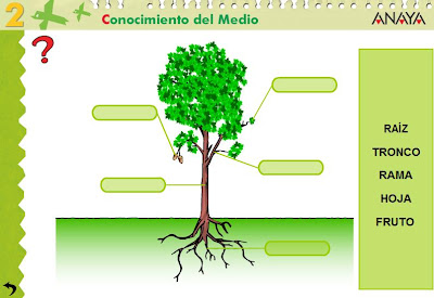 Informacion Sobre Las Plantas Y Sus Partes Wikipedia