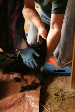 First Cut Shearing