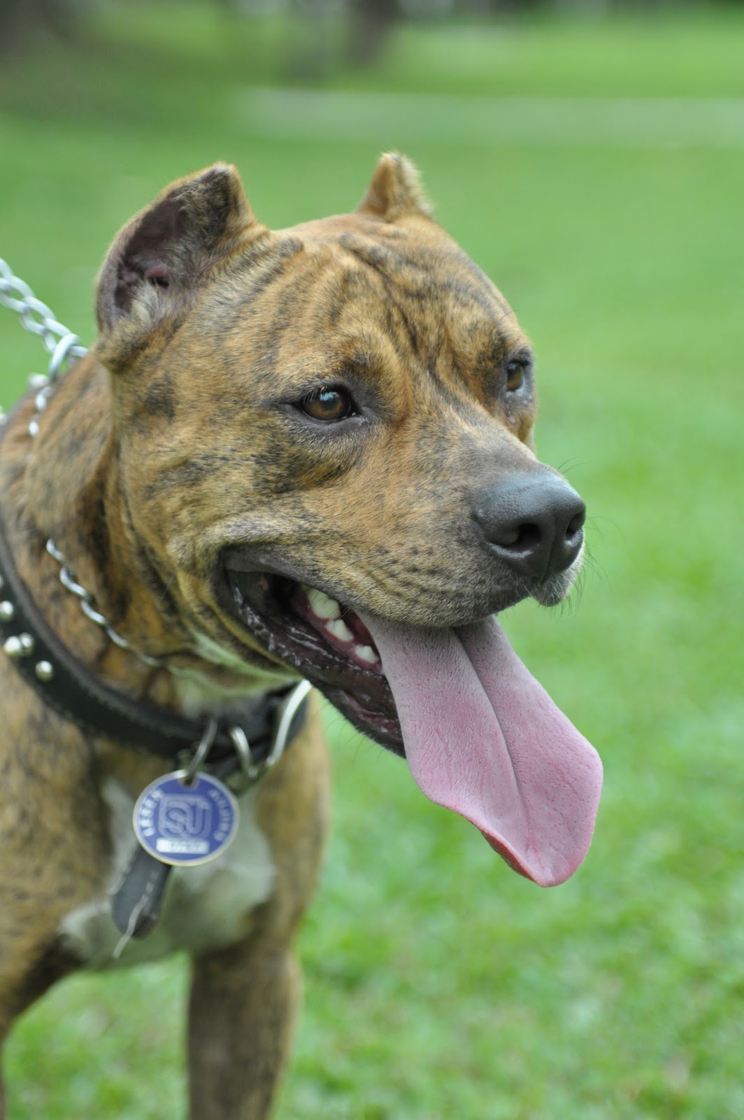 Dog soldiers blackjack apbt