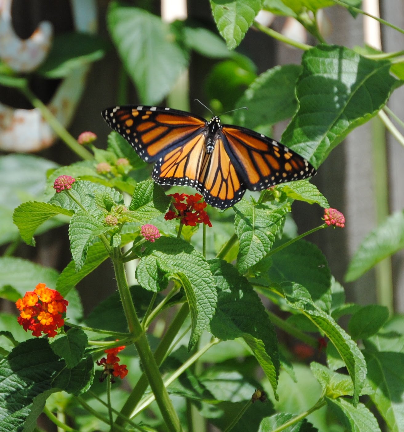 Monarch Butterfly 1