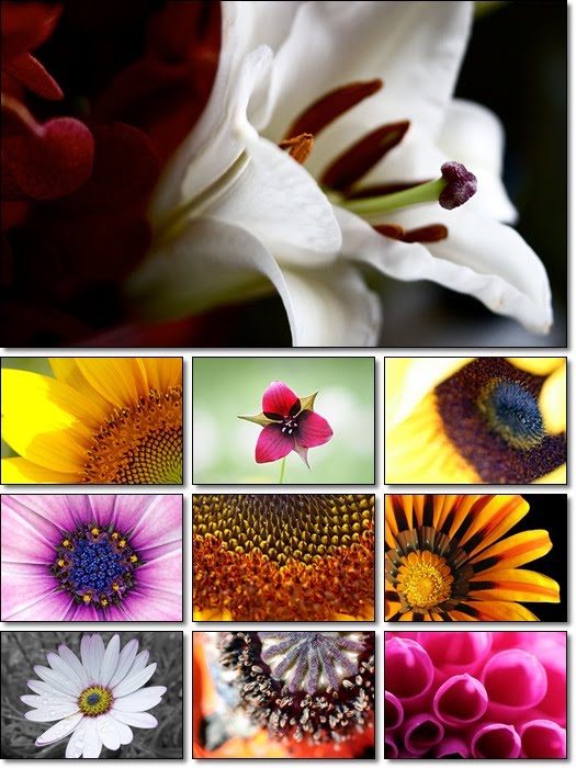 Flowers in Macro Wallpapers wallpaper macro. Flowers in Macro Wallpapers