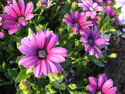 Bird's Eye View: And More Flowers!