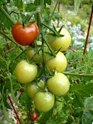 Japanese Plum Tomatoes