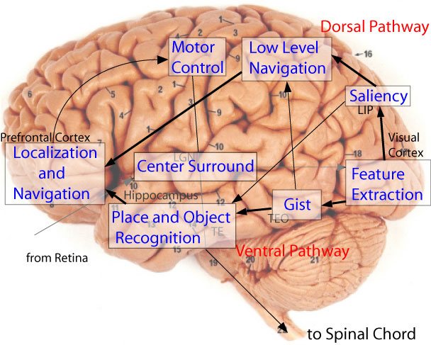 Human Brain Diagram-4.bp.blogspot.com