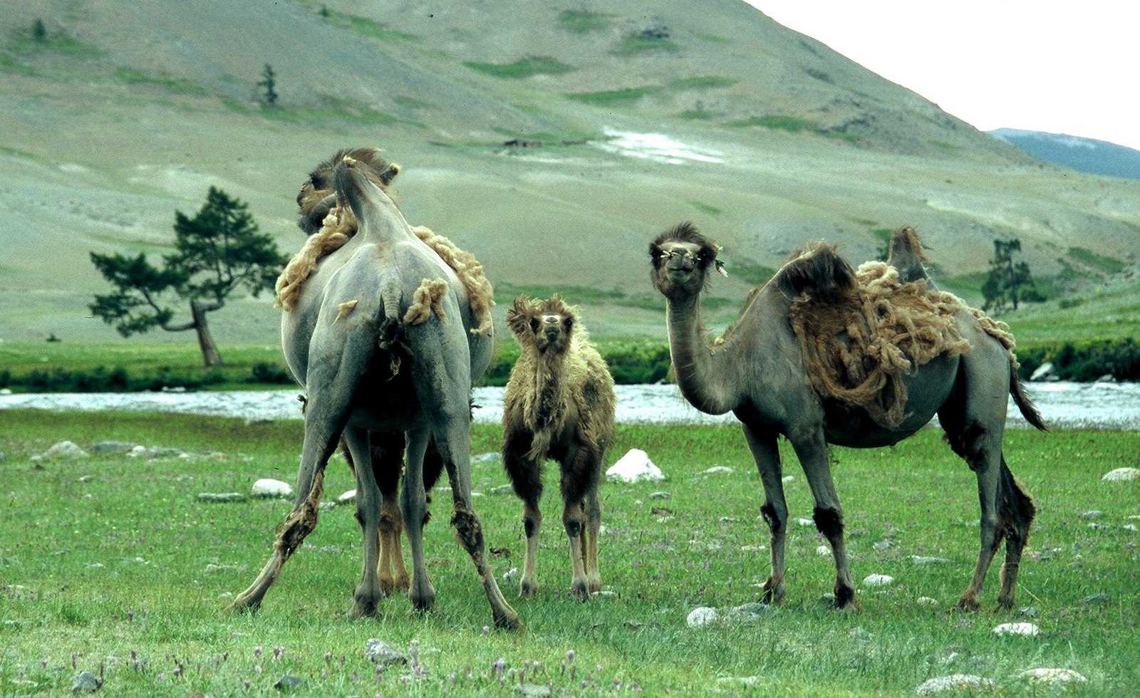 [mongolia+006.jpg]