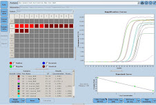 Real time PCR Copy Number