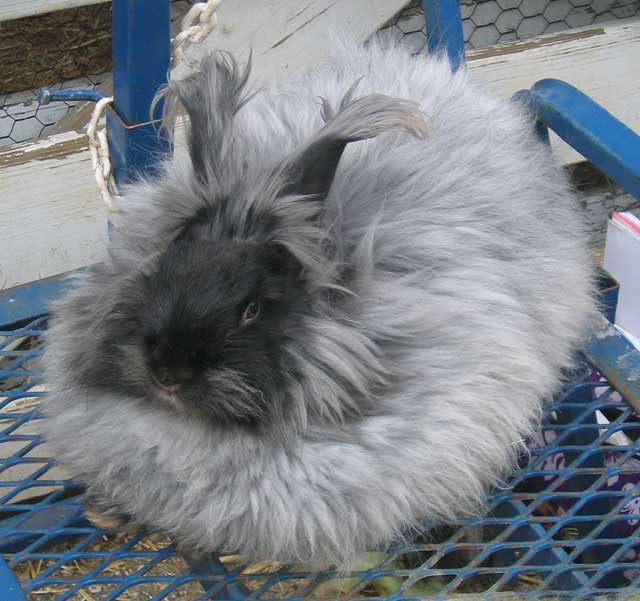 [fluffy_bunny.jpg]