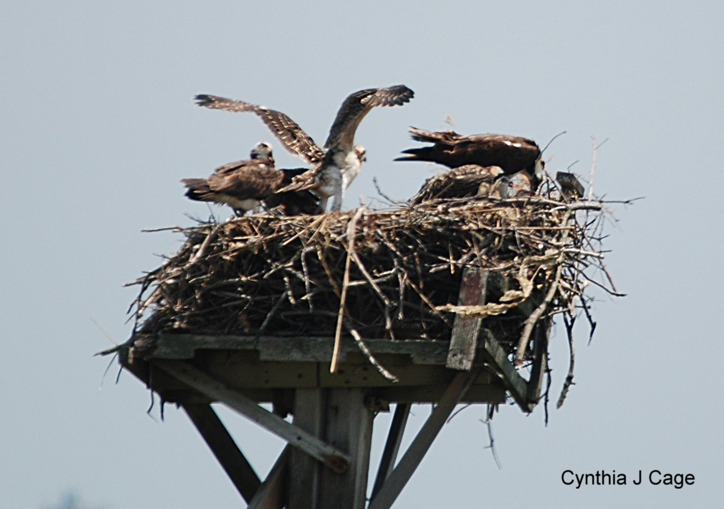 Osprey Baby