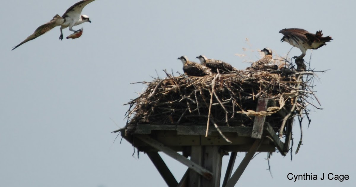 Living in BrooklynLonging for Maine Two Awesome Osprey Nests