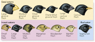 Bird Beak Evolution