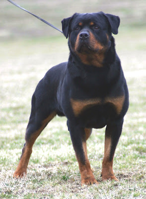 Bloodhound Rottweiler