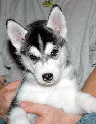 Siberian Husky Dog Breed Photos | Dog Pictures Online Siberian Husky Dog Breed Photos | Dog Pictures Online