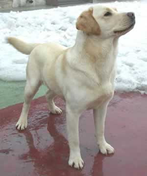 labrador retriver labrador retriver