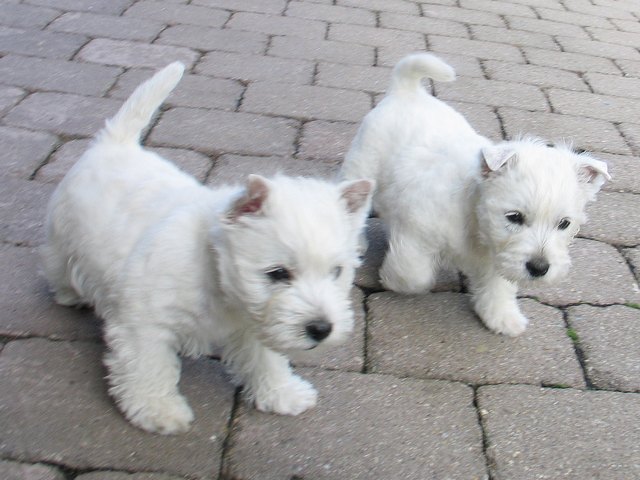 white terrier puppy search results for terrier femmina black hairstyle and haircuts white terrier puppy search results for terrier femmina black hairstyle and haircuts