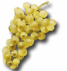 [grapes.jpg]