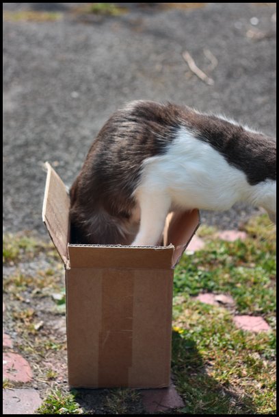 [parallelcat.bmp]