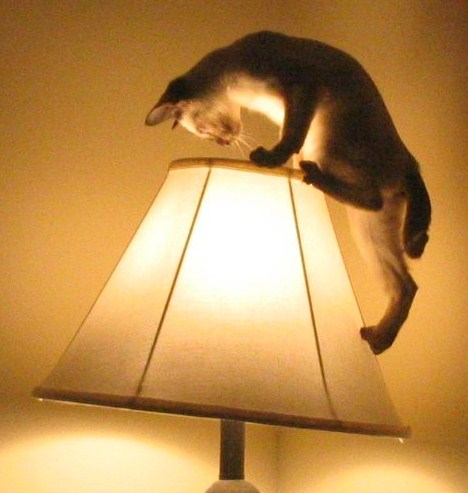 [lamp_cat.jpg]