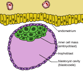 [Blastocyst.png]