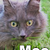 Boo hoo to you, no new MOU