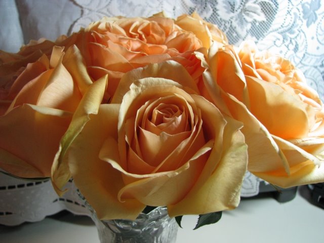 [Roses1.JPG]