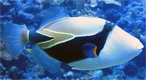 Reef Triggerfish Diet | RM. Reef Triggerfish Diet | RM.