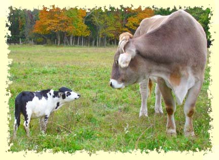 5 Crazy Facts About Mini Cows - Cowboy Lifestyle Network