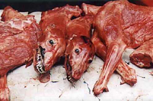 dog meat 22 Jangan Makan Daging Anjing !!!EXTREME,yg ga  Kuat Ga usah masuk deh