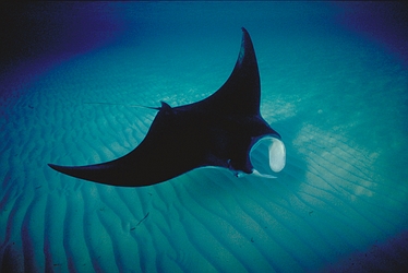 Atlantic-Manta-Ray-4636.jpg