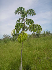 EMBAÚBA