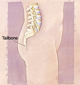 [tailbone.jpg]