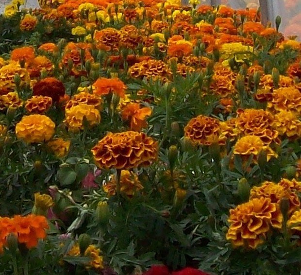 ECC Garden Blog Marigolds Do they keep the critters away?