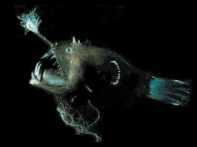 Fauna abisal : Los monstruos de las profundidades  Pez01ue3