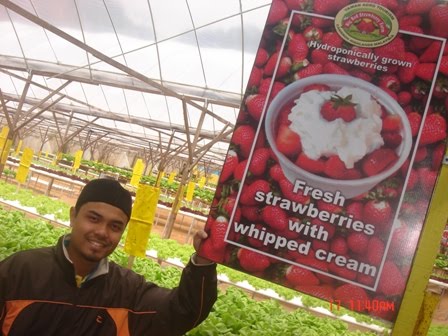 [strawberi+farm.JPG]