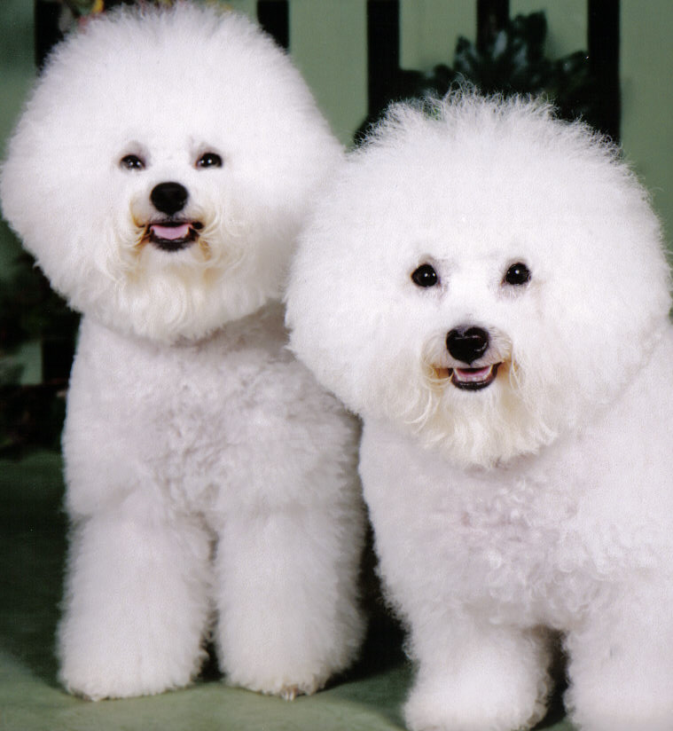 Beshawn Dogs