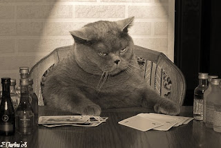 толстые коты, прикольные животные
