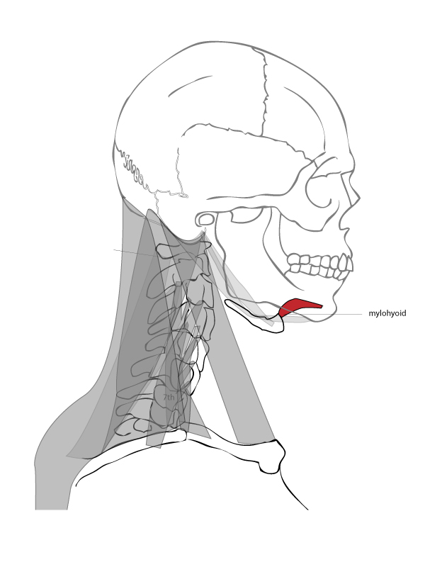 Bone Under Tongue