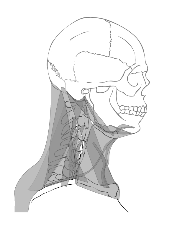 Paint Draw Paint Learn To Draw Anatomy Basics The Che vrogue.co