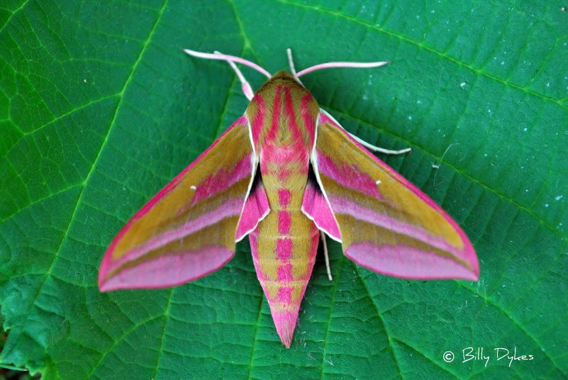 Beautiful Moths