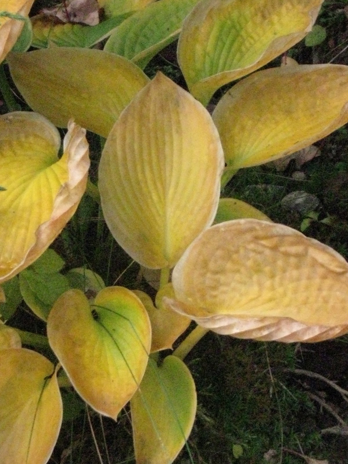 Blomsterbo: september 2010
