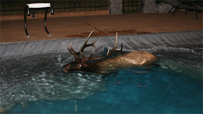 [elk.jpg]